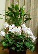 070225seesaaPICT1031.JPG